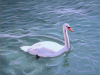 1_Swan-11X14_web